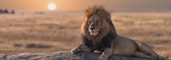 Kenia león amanecer