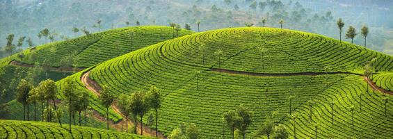 Sri Lanka campos