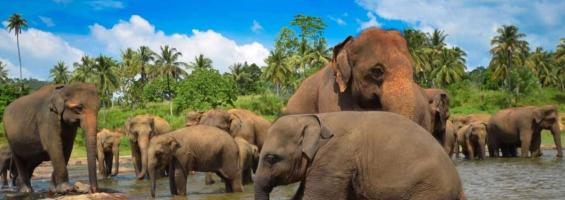 Sri Lanka elefantes