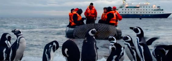Patagonia pinguinos