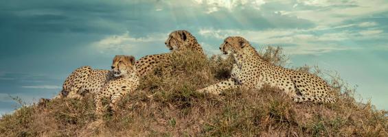 Kenia leopardos
