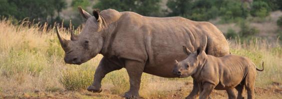 Kenia rinoceronte