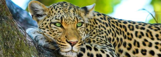 Leopardo Kenia