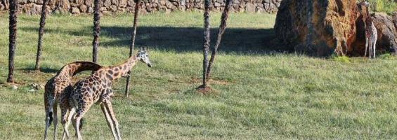 Cabárceno jirafas