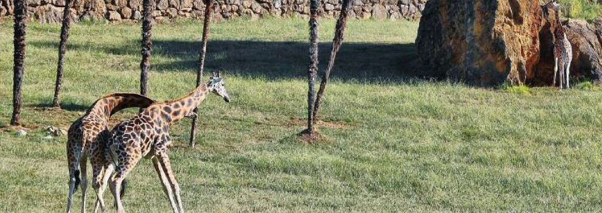 Cabárceno jirafas