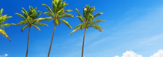 Punta Cana Palmeras